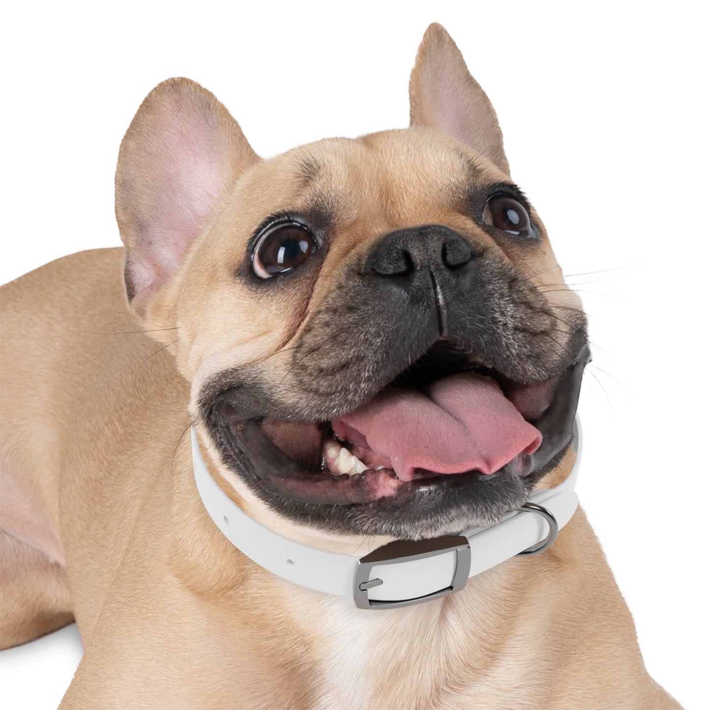 UBIX.Network Dog Collar