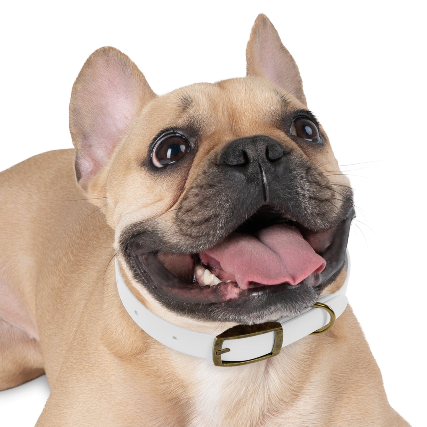 UBIX.Network Dog Collar